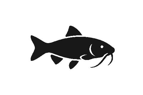 Wels gewoft 500g